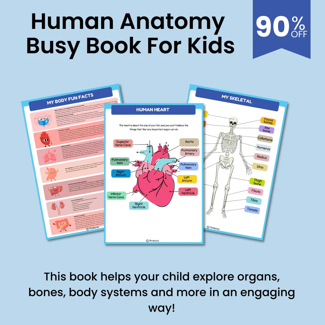 Human Anatomy Busy Book Preschool Worksheets - Homeschool Resources | Learning Toddler Activities